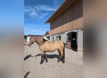 Leonharder, Stute, 3 Jahre, 155 cm, Falbe
