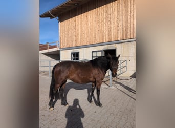 Leonharder, Stute, 3 Jahre, 156 cm, Brauner