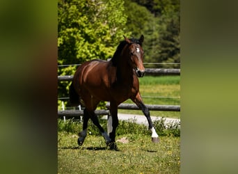 Leonharder, Stute, 3 Jahre, 158 cm, Brauner