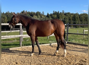 Leonharder, Stute, 3 Jahre, 158 cm, Brauner