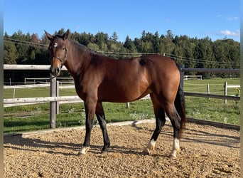 Leonharder, Stute, 3 Jahre, 158 cm, Brauner