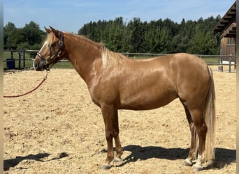 Leonharder, Stute, 4 Jahre, 153 cm, Fuchs
