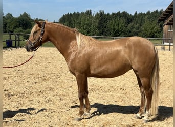 Leonharder, Stute, 4 Jahre, 153 cm, Fuchs