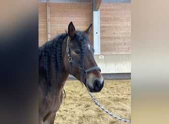 Leonharder, Stute, 4 Jahre, 156 cm, Brauner