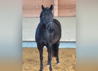 Leonharder, Stute, 7 Jahre, 155 cm, Rappe