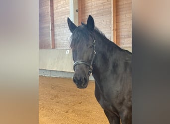 Leonharder, Stute, 7 Jahre, 155 cm, Rappe