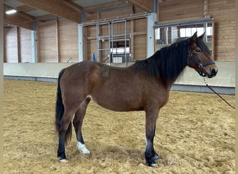 Leonharder, Stute, 8 Jahre, 156 cm, Brauner