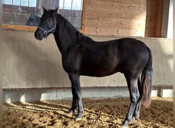 Leonharder, Wałach, 1 Rok, 150 cm, Kara