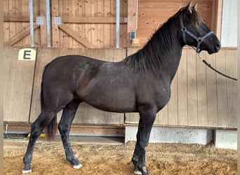 Leonharder, Wałach, 1 Rok, 150 cm, Kara