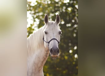 Leonharder, Wallach, 13 Jahre, 155 cm, Schimmel