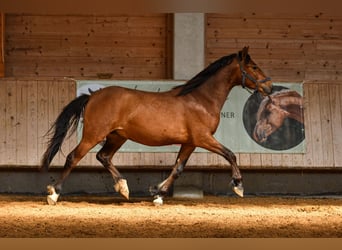 Leonharder, Wallach, 2 Jahre, 143 cm, Brauner
