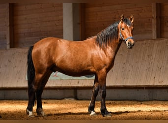 Leonharder, Wallach, 2 Jahre, 143 cm, Brauner