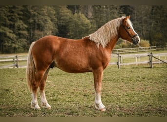 Leonharder, Wallach, 2 Jahre, 144 cm, Fuchs