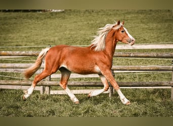 Leonharder, Wallach, 2 Jahre, 145 cm, Fuchs
