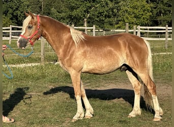 Leonharder, Wallach, 2 Jahre, 150 cm, Fuchs