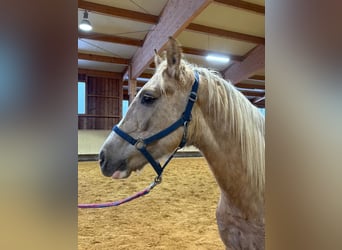 Leonharder, Wallach, 2 Jahre, 153 cm, Palomino