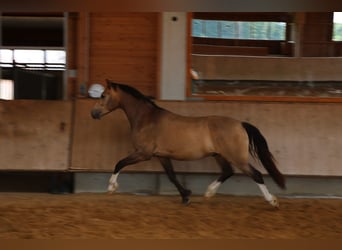 Leonharder, Wallach, 3 Jahre, 152 cm, Falbe