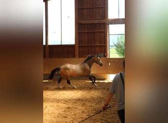 Leonharder, Wallach, 3 Jahre, 152 cm, Falbe
