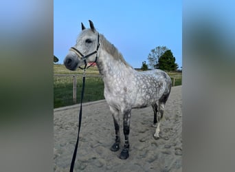 Leonharder, Wallach, 8 Jahre, 167 cm, Apfelschimmel