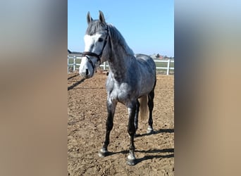 Les Ardennes polonaises, Étalon, 4 Ans, 167 cm, Blanc