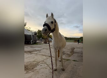 Les Ardennes polonaises Croisé, Jument, 21 Ans, 130 cm, Gris