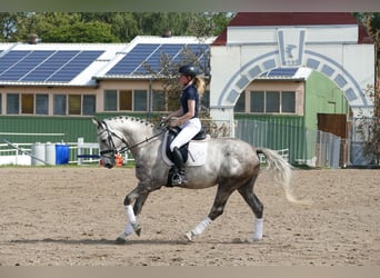 Lets warmbloed, Hengst, 4 Jaar, 165 cm, Schimmel