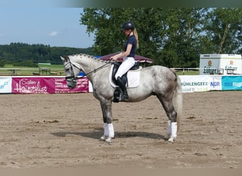 Lets warmbloed, Hengst, 4 Jaar, 165 cm, Schimmel