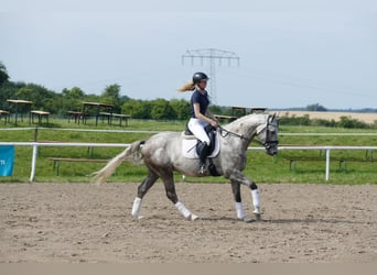 Lets warmbloed, Hengst, 4 Jaar, 165 cm, Schimmel