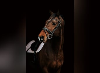 Lets warmbloed, Hengst, 4 Jaar, 167 cm, Roodbruin