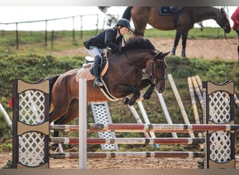 Lets warmbloed, Merrie, 11 Jaar, 173 cm, Roodbruin