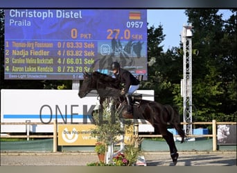 Lets warmbloed, Merrie, 11 Jaar, Zwartbruin