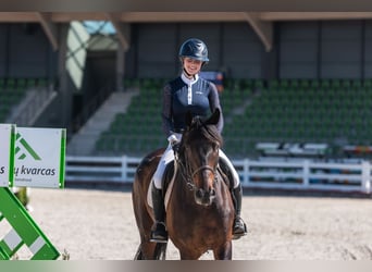 Lets warmbloed, Merrie, 11 Jaar, Zwartbruin