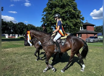 Lets warmbloed, Merrie, 14 Jaar, 164 cm, Bruin