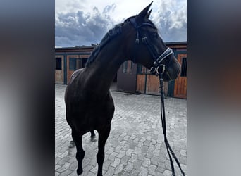 Lets warmbloed, Merrie, 15 Jaar, 164 cm, Bruin