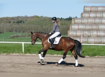 Lets warmbloed, Merrie, 17 Jaar, 167 cm, Bruin