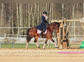 Lets warmbloed Mix, Merrie, 5 Jaar, 154 cm, Roodbruin