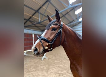 Lets warmbloed, Merrie, 5 Jaar, 165 cm, Roodbruin