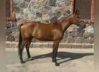 Lets warmbloed, Merrie, 5 Jaar, 174 cm, Roodbruin
