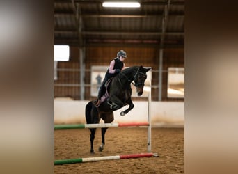 Lets warmbloed, Merrie, 6 Jaar, 165 cm, Donkerbruin