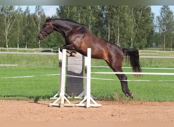 Lets warmbloed, Merrie, 6 Jaar, 170 cm, Donkerbruin