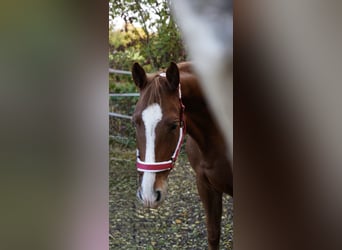 Lets warmbloed, Merrie, 7 Jaar, 165 cm, Vos