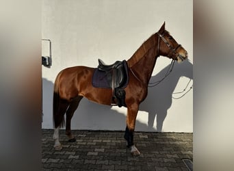Lets warmbloed, Merrie, 7 Jaar, 165 cm, Vos