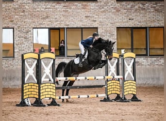 Lets warmbloed, Merrie, 7 Jaar, 167 cm, Donkerbruin