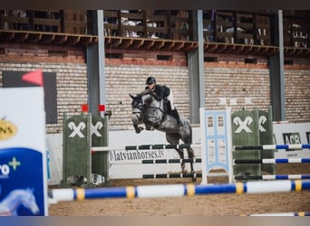 Lets warmbloed, Merrie, 7 Jaar, 170 cm, Schimmel