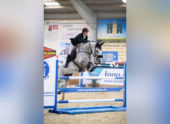 Lets warmbloed, Merrie, 8 Jaar, 170 cm, Schimmel