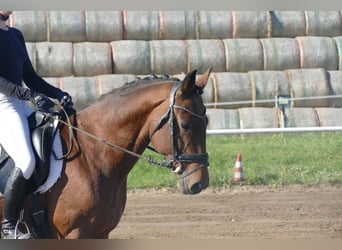 Lets warmbloed, Ruin, 14 Jaar, 159 cm, Bruin