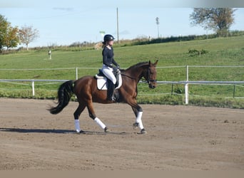 Lets warmbloed, Ruin, 14 Jaar, 159 cm, Bruin