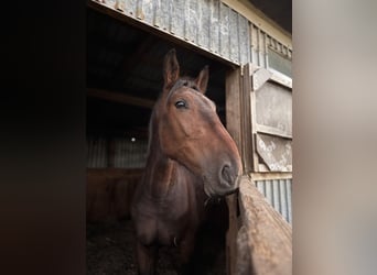 Lets warmbloed Mix, Ruin, 3 Jaar, 155 cm, Bruin