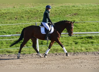 Lets warmbloed, Ruin, 4 Jaar, 166 cm, Bruin