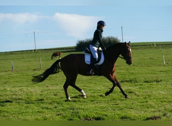 Lets warmbloed, Ruin, 4 Jaar, 166 cm, Bruin
